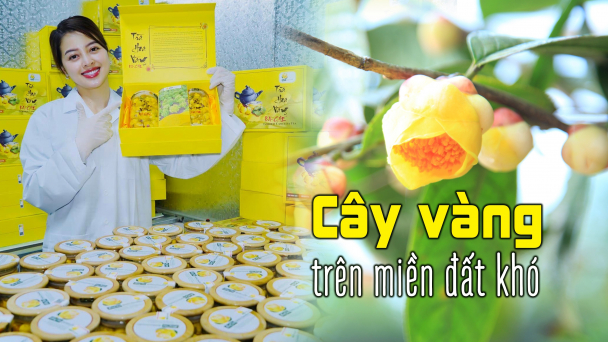 Cây vàng trên miền đất khó
