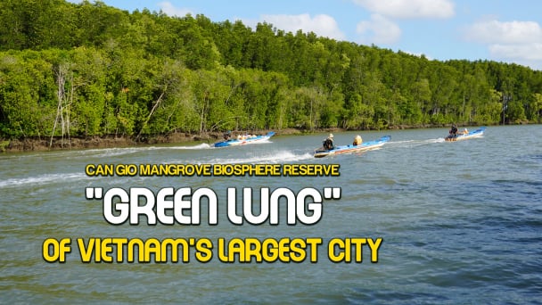 Can Gio Mangrove Biosphere Reserve:  ‘Green Lung’ of Vietnam's largest city