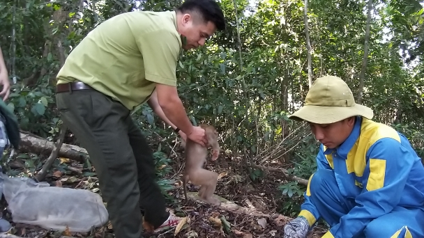 3 động vật hoang dã được thả về tự nhiên