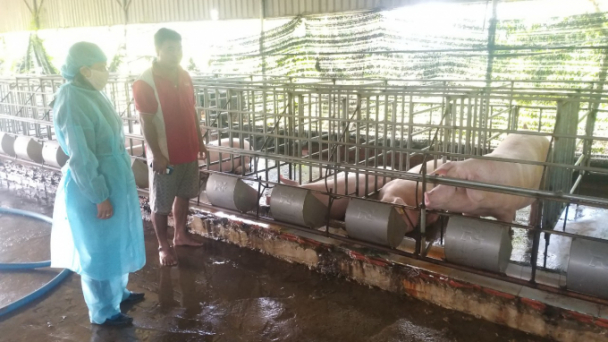 Tiêu hủy 26 con heo bị nhiễm bệnh dịch tả heo châu Phi
