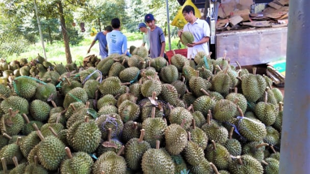 Sầu riêng Bình Phước tìm đường chính ngạch sang Trung Quốc