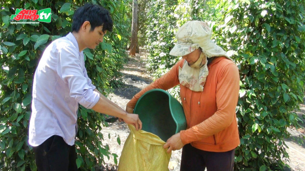 Nông dân trồng tiêu phấn khởi thu hoạch sau Tết