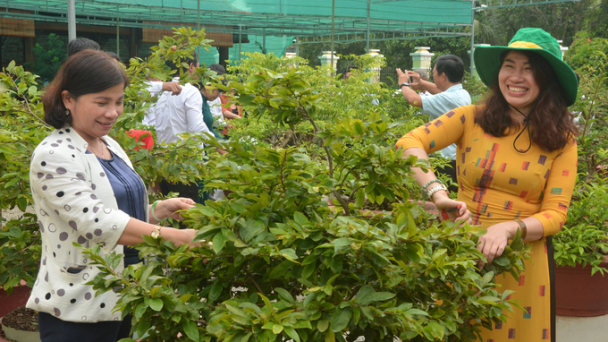 Tất bật 'thay áo' cho mai vàng chào Xuân