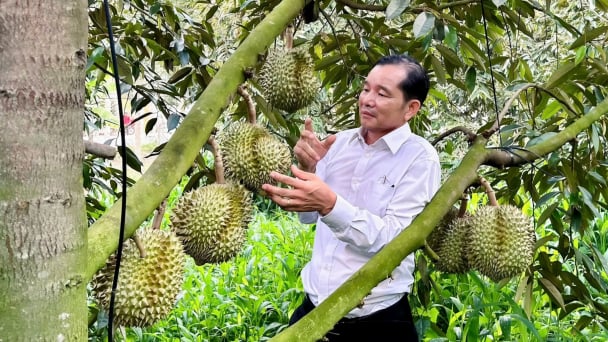 Ông Khương vừa chăn nuôi tốt, vừa giỏi trồng cây