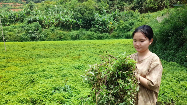 Thạch đen mang 'vận đỏ' cho nông dân