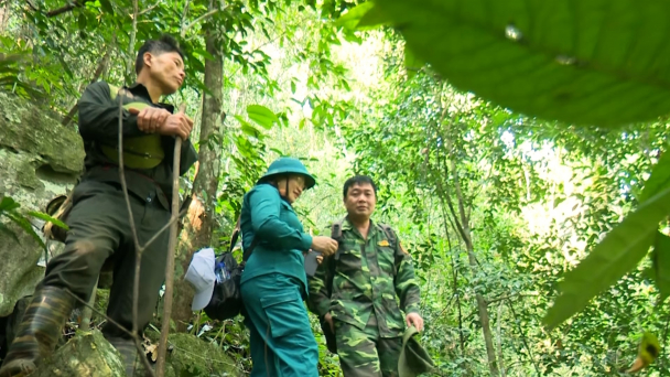 Thái Nguyên có hơn 37.500ha rừng được cấp chứng chỉ quản lý bền vững