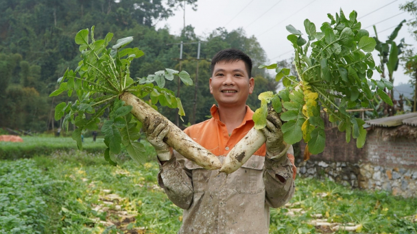 Thu hoạch củ cải Nhật, đón niềm vui đầu năm