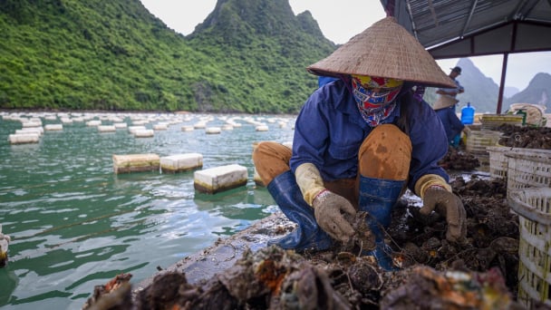 Chuẩn bị lập Quy hoạch bảo vệ và khai thác nguồn lợi thủy sản