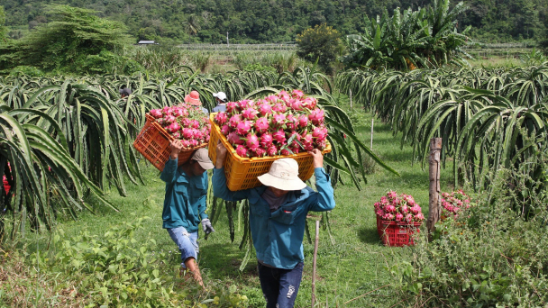 Các địa phương phía Nam cần chủ động trong xử lý vấn đề nông sản
