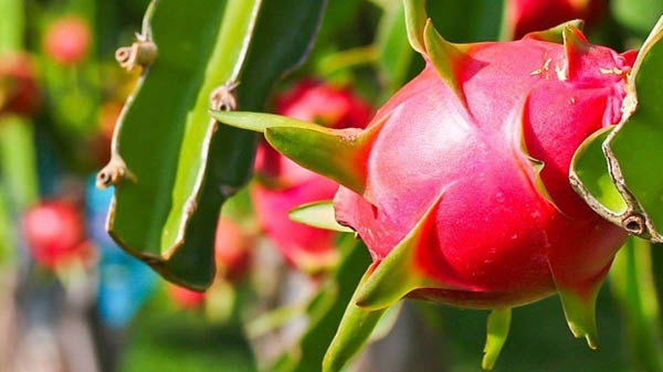 Giá thanh long Việt Nam tại Trung Quốc tăng lên 43.000 đồng/kg