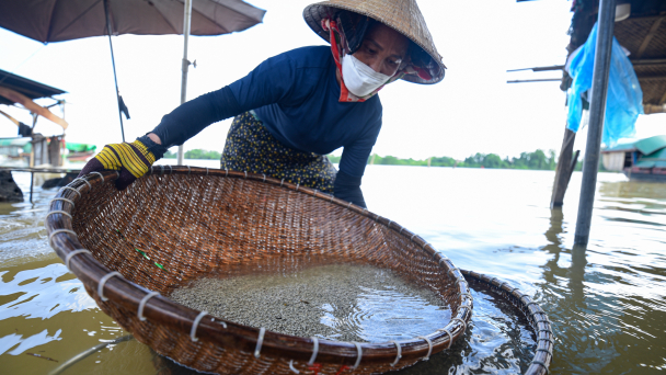 Làng nghề đãi hến trăm tuổi bên bờ sông La