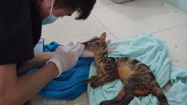 VQG Cúc Phương cứu hộ thành công 2 cá thể cầy vằn bắc cực quý hiếm