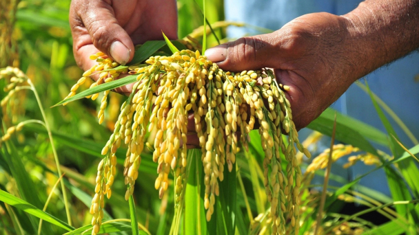 Hiệp hội Ngành hàng lúa gạo Việt Nam là cầu nối gạo Việt