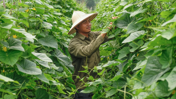Thuốc sinh học Serenade SC giải quyết bệnh do nấm và vi khuẩn