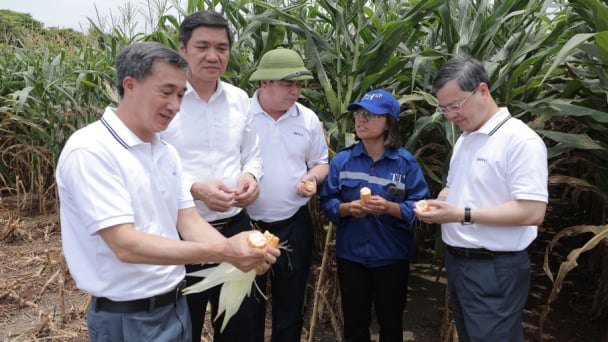 TH là điển hình về nông nghiệp công nghệ cao và kinh tế tuần hoàn