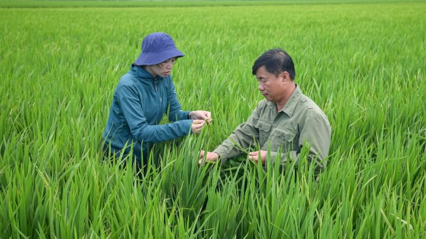 Lúa xuân đồng bằng sông Hồng hứa hẹn thắng lợi