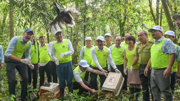 Thả nhiều cá thể gà lôi trong ngày Quốc tế Đa dạng sinh học