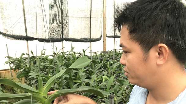 Ứng dụng công nghệ sinh học bảo tồn nguồn gen dòng lan quý hiếm