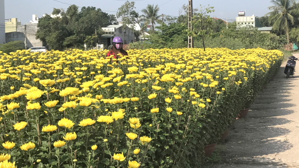 Cúc Tết ‘cháy hàng’ vào những ngày cuối tháng Chạp