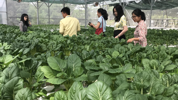 Nghiên cứu giống rau giàu dinh dưỡng phục vụ người tiêu dùng