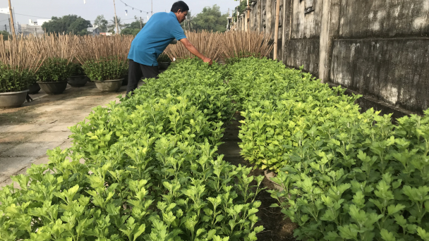 Mưa kéo dài, nhiều bệnh hại cúc Tết