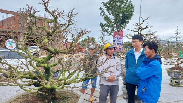 Mai vàng An Nhơn khát vọng tỏa sáng