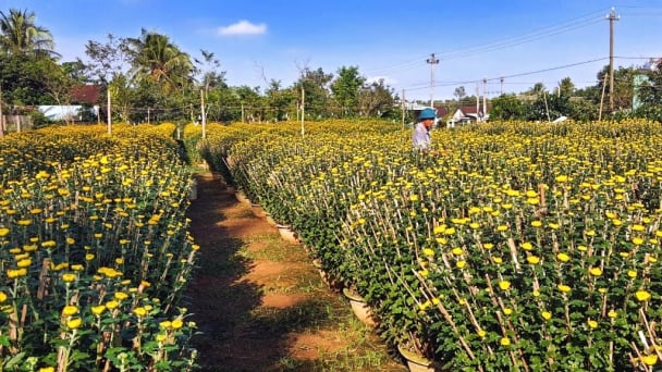 Cúc Tết cho nông dân Bình Định khoản lãi hàng chục tỷ đồng