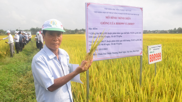 BĐR999 và BĐR57, những giống lúa của nhà nghèo