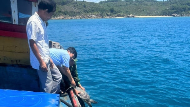 Liên tiếp thả rùa biển quý hiếm về tự nhiên