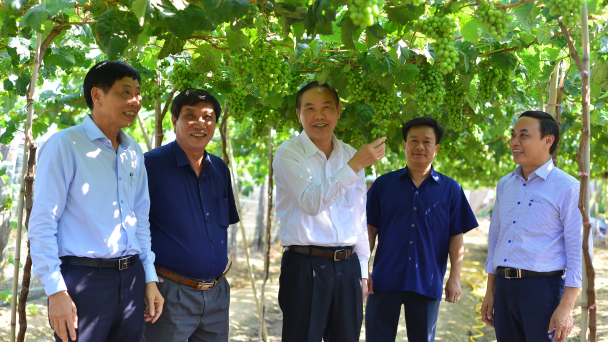 Nho Ninh Thuận: Loài cây nhỏ nhưng đóng góp rất lớn