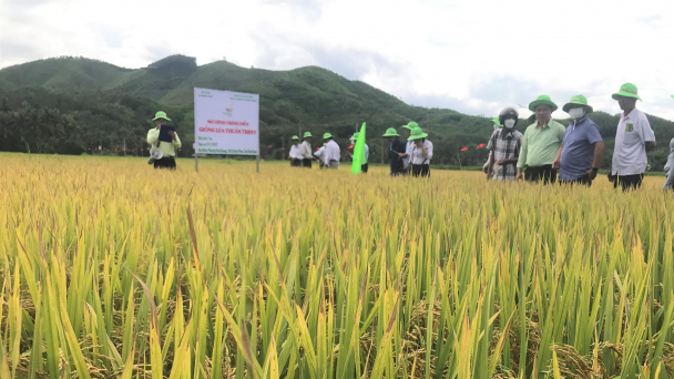 TBR97 chinh phục vùng nhiễm mặn trong nắng nóng khốc liệt