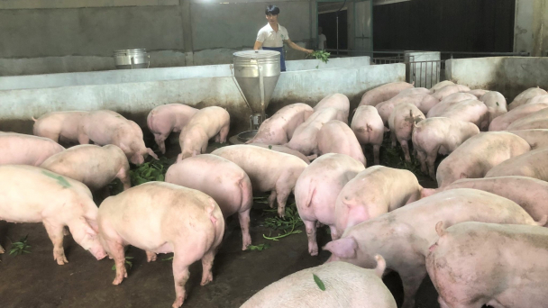 Dùng chế phẩm sinh học từ trùn quế nuôi lợn, hiệu quả bất ngờ