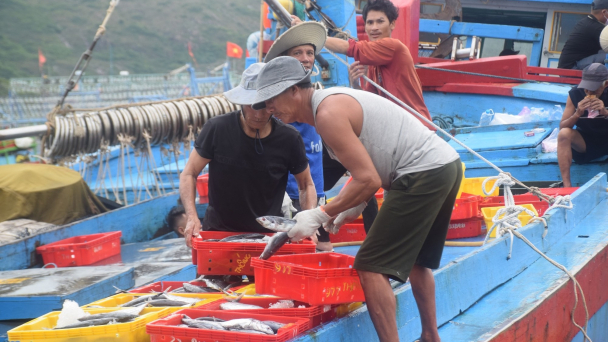 Chuyến ra khơi cuối năm chở về đầy ‘lộc biển’