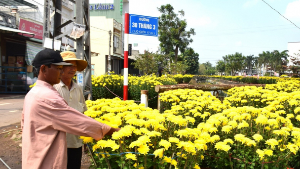 Hoa cúc Tết, kẻ cười người khóc