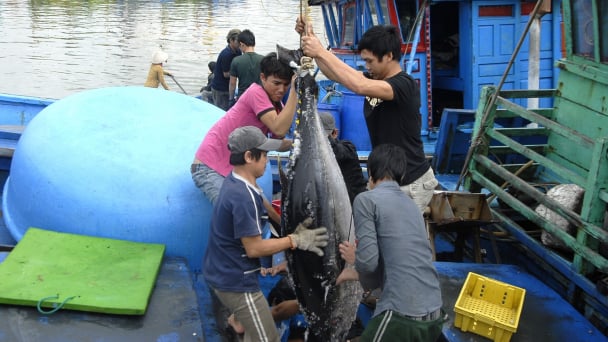 Ngư dân và nghề cá được tôn vinh trong Lễ hội Tinh hoa đất biển