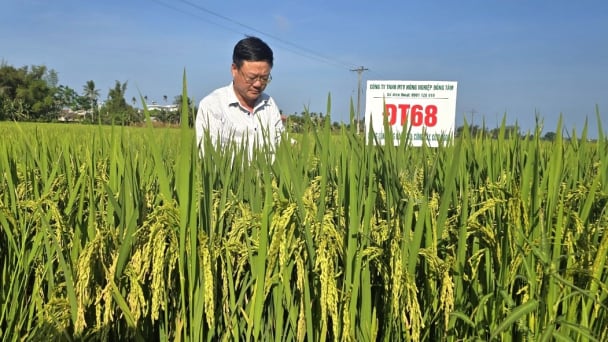 Những giống lúa thuần chất lượng cao làm nức lòng nông dân