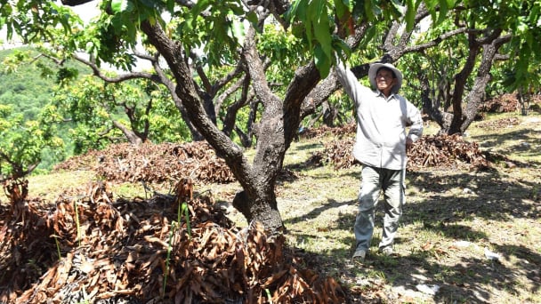 Hồi sinh 'đất chết' thành trang trại xoài hữu cơ trĩu quả