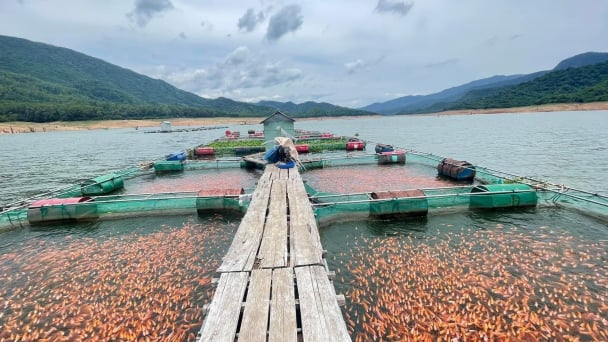 Developing a value chain for exporting red tilapia farming