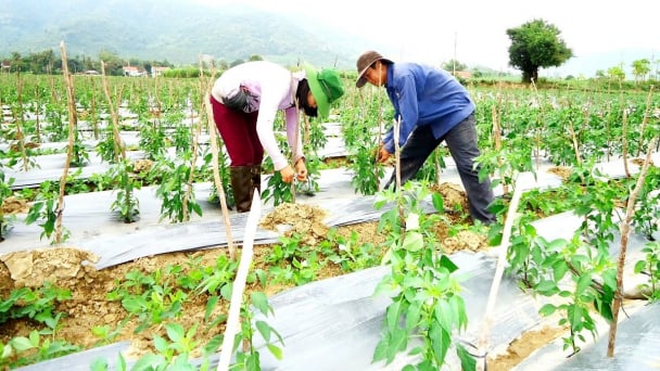 Trao 'cần và dạy câu' - giải pháp giảm nghèo bền vững