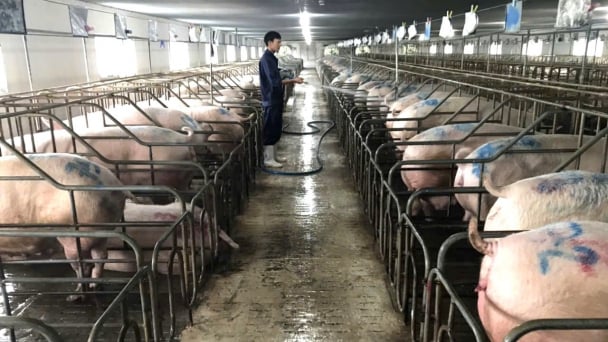 Chăn nuôi là điểm sáng tăng trưởng nông nghiệp của Gia Lai