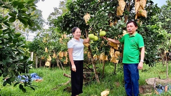 Lâm Thao góp thêm phần cho danh tiếng của bưởi Phúc Trạch