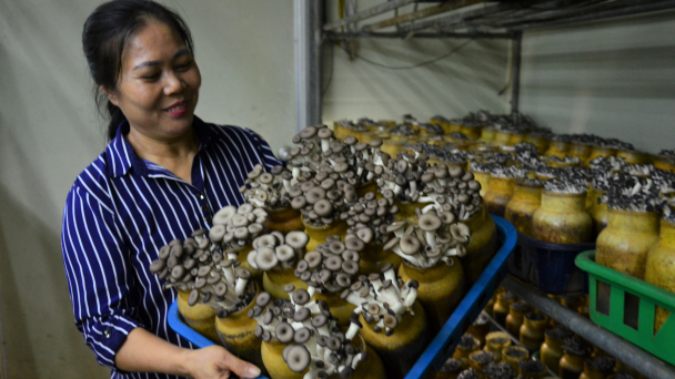Trồng nấm khép kín tránh điệp khúc thu hoạch vụ đầu, thất bại vụ sau