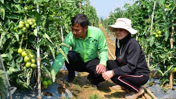 Cách bón phân Lâm Thao cho cà chua, bí xanh ra quả sai
