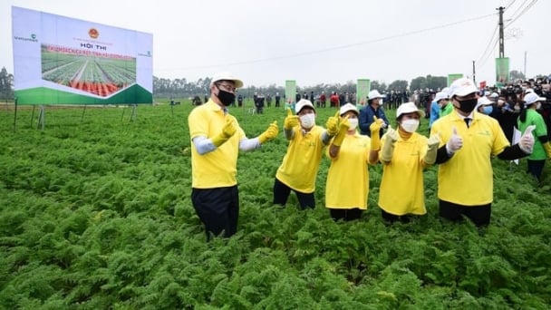 Cách bón phân Lâm Thao cho cà rốt