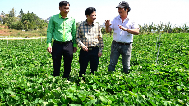 Nhà phân phối bày kế cho phân bón hàm lượng cao Lâm Thao 'vượt ải'