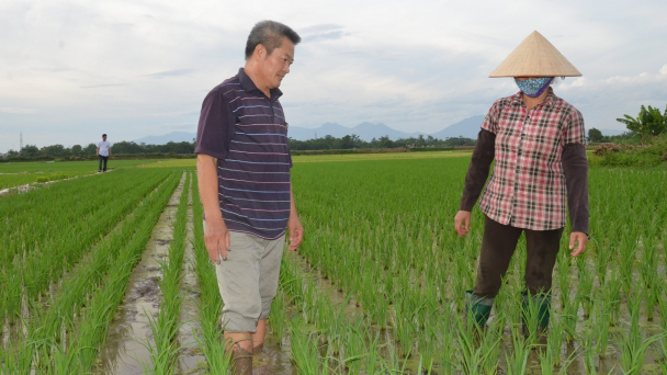 Vĩnh Phúc giảm hơn 10.000ha đất trồng cây hàng năm