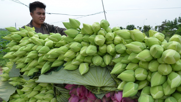 Lễ hội sen Hà Nội sẽ được tổ chức trong tháng 7