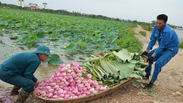 Canh tác sen đa giá trị, hướng đi mới của nông dân Hà Nội