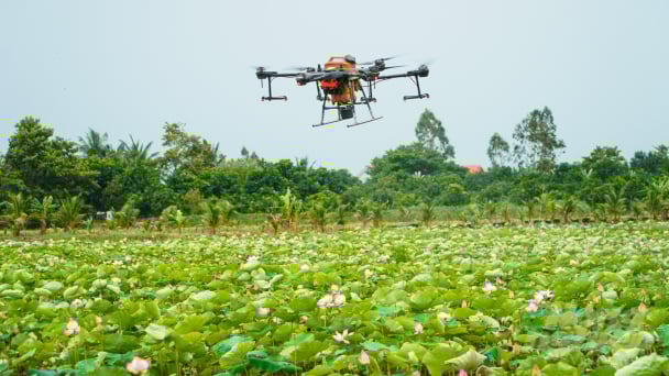 Diện tích trồng sen Đồng Tháp vượt 31% chỉ tiêu đến năm 2025