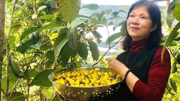 Loài trà hoa vàng mang tên chung Việt - Nhật